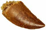 Serrated Raptor Tooth - Real Dinosaur Tooth #299670-1